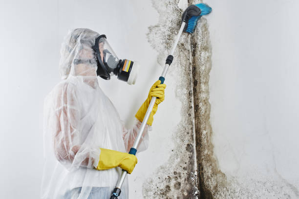 Best Forensic Mold Investigation in USA